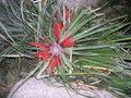 vignette Fascicularia bicolor = Fascicularia pitcairniifolia