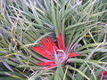 vignette Fascicularia bicolor = Fascicularia pitcairniifolia