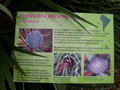 vignette Fascicularia bicolor = Fascicularia pitcairniifolia = Fascicularia andina
