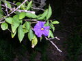 vignette Solanum rantonnetii 'Carrire'