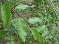 vignette Nothofagus obliqua