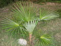 vignette trachycarpus sp.