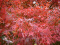 vignette Acer japonicum, rable du japon