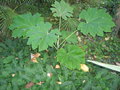 vignette tetrapanax papyrifera