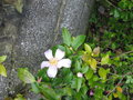 vignette camellia sasanqua