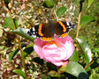 vignette Papillon Vulcain sur camlia sasanqua