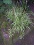 vignette Chlorophytum comosum 'Vittatum' = Phalangium, phalangre, plante araigne,