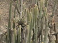 vignette Tillandsia sur cactus