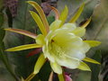 vignette Fleur de cactus