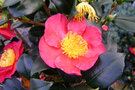 vignette Camlia  ' Yuletide ' camellia sasanqua vernalis