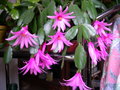 vignette Rhipsalidopsis, cactus de Pques, rose vif