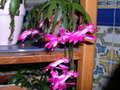 vignette Schlumbergera = Zygocactus, cactus de Nol, rose fluo
