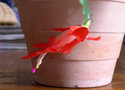 vignette Schlumbergera = Zygocactus, cactus de Nol, rouge