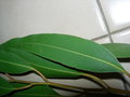 vignette Eucalyptus feuilles