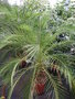 vignette Phoenix roebelinii, phnix de Roebelen, palmier dattier nain