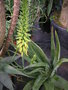 vignette Aloe vera = Aloe barbadensis = Aloe vulgaris, alos
