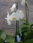 vignette Phalaenopsis, orchide papillon