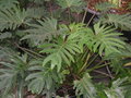 vignette Philodendron xanadu, philodendron, philos