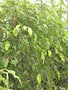 vignette Ficus benjamina, ficus ou figuier pleureur, figuier trangleur