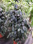 vignette Ficus benjamina, ficus ou figuier pleureur, figuier trangleur