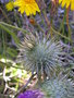 vignette Cynara cardunculus var. ferocissima, artichaut pineux, cardon