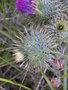 vignette Cynara cardunculus var. ferocissima, artichaut pineux, cardon