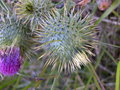 vignette Cynara cardunculus var. ferocissima, artichaut pineux, cardon