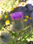 vignette Cynara cardunculus var. ferocissima, artichaut pineux, cardon