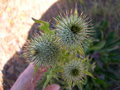 vignette Cynara cardunculus var. ferocissima, artichaut pineux, cardon