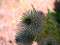 vignette Cynara cardunculus var. ferocissima, artichaut pineux, cardon