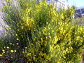 vignette Cytisus scoparius = Sarothamnus scoparius = Genista scoparia = Spartium scoparius, gent  balais