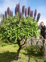 vignette Echium candicans = Echium fastuosum, viprine de Madre