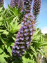 vignette Echium candicans = Echium fastuosum, viprine de Madre