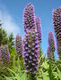 vignette Echium candicans = Echium fastuosum, viprine de Madre