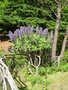 vignette Echium candicans = Echium fastuosum, viprine de Madre