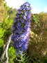 vignette Echium candicans = Echium fastuosum, viprine de Madre