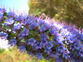 vignette Echium candicans = Echium fastuosum, viprine de Madre