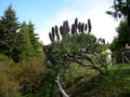 vignette Echium candicans = Echium fastuosum, viprine de Madre