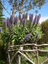 vignette Echium candicans = Echium fastuosum, viprine de Madre