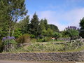 vignette Echium candicans = Echium fastuosum, viprine de Madre