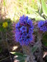 vignette Echium candicans = Echium fastuosum, viprine de Madre