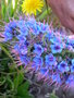 vignette Echium candicans = Echium fastuosum, viprine de Madre