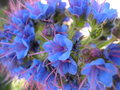 vignette Echium candicans = Echium fastuosum, viprine de Madre