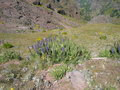 vignette Echium candicans = Echium fastuosum, viprine de Madre