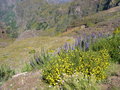 vignette Echium candicans = Echium fastuosum, viprine de Madre