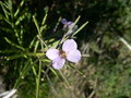 vignette Erysimum arbuscula