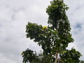 vignette Spathodea campanulata 'Aurea', spathode, tulipier du Gabon  fleurs jaunes