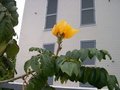 vignette Spathodea campanulata 'Aurea', spathode, tulipier du Gabon  fleurs jaunes