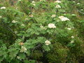 vignette Sorbus maderensis = Pyrus aucuparia var. maderensis = Pyrus maderensis, sorbier de Madre