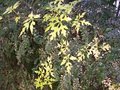 vignette Ampelopsis serjaniaefolia   &  Ulmus parvifolia 'Geisha'
